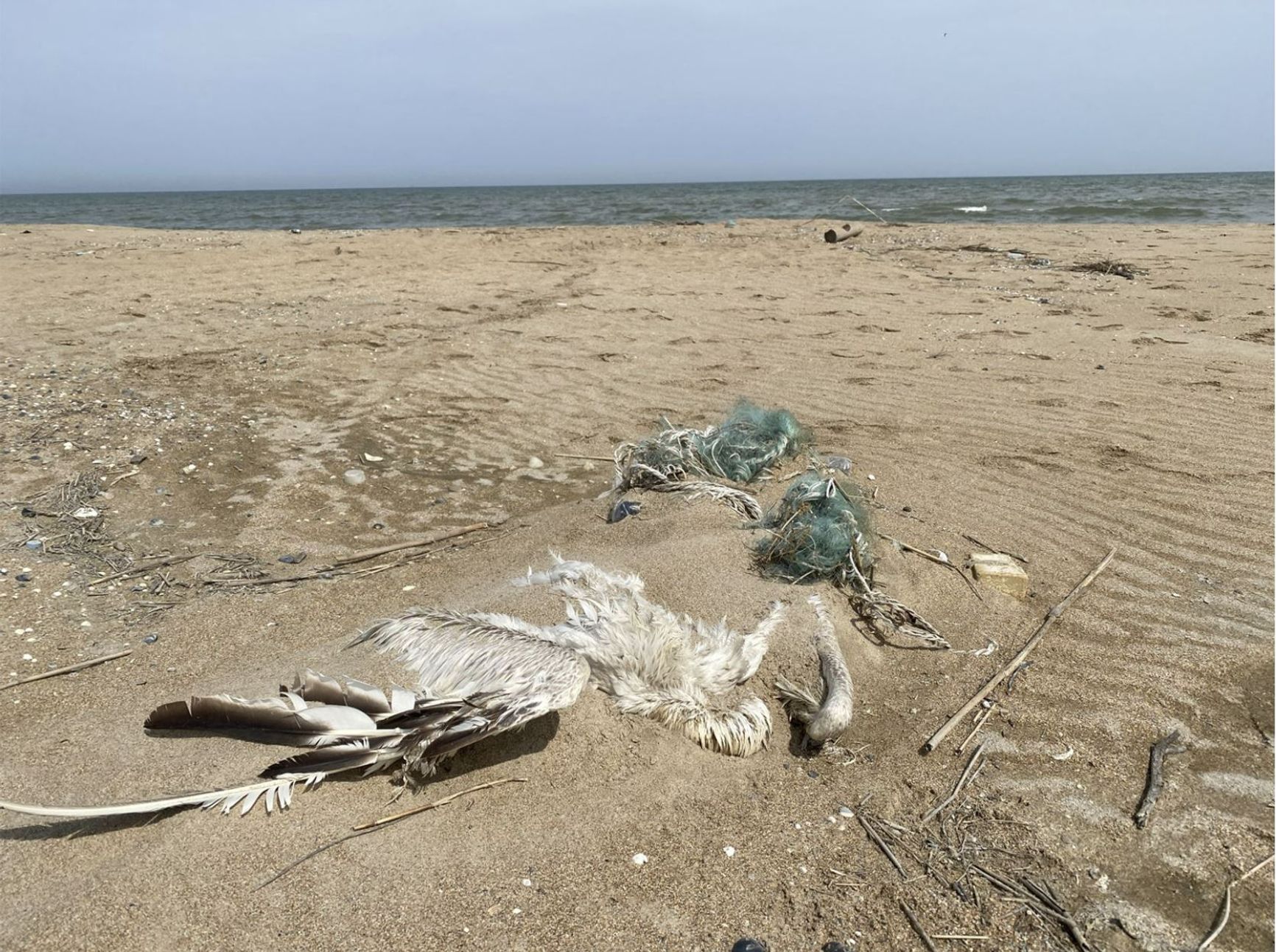 Dead bird and remnants of fishing gear